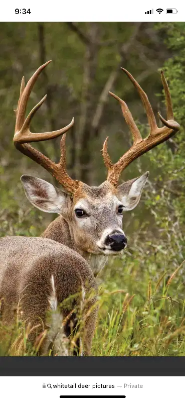 Wanted Whitetail Deer allocations63611964303107120