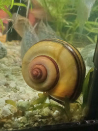Apple snail 