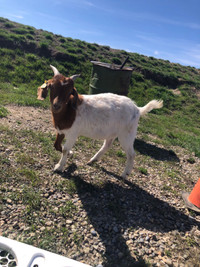 Pregnant Boer goat 