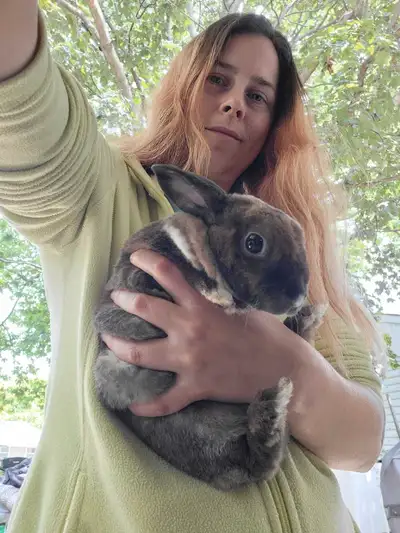 mini rex doe , View more