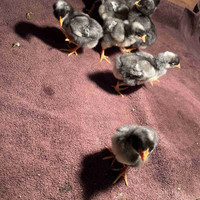 Week old Barred Rock Chicks 