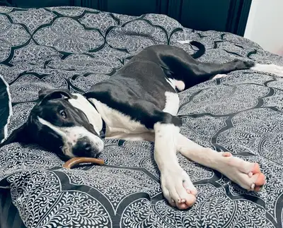 Rehoming two Great Danes , View more