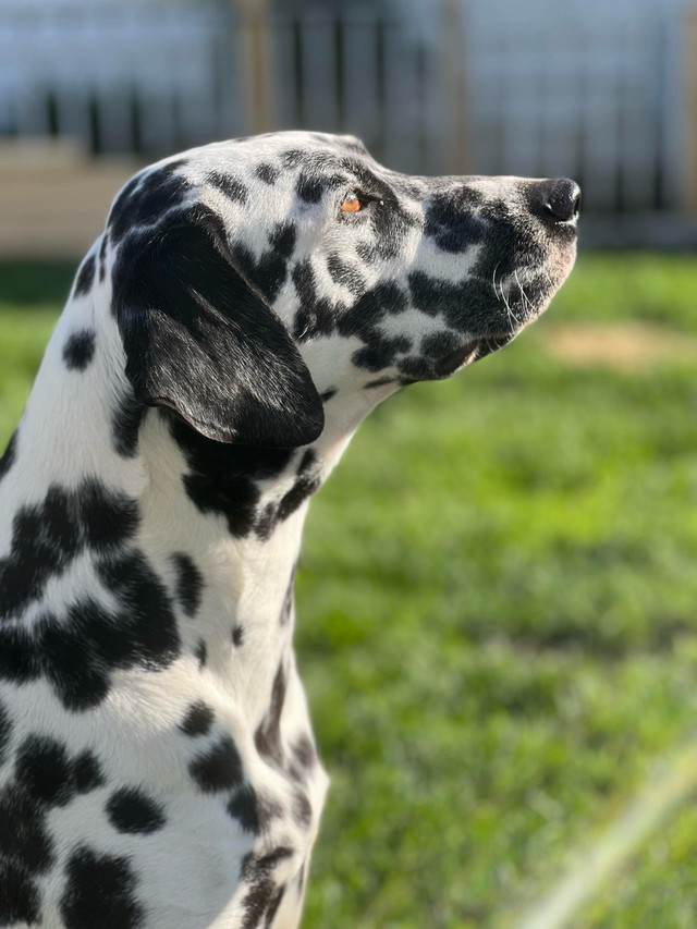 Dalmatian puppies expected May in Dogs & Puppies for Rehoming in Mississauga / Peel Region - Image 2
