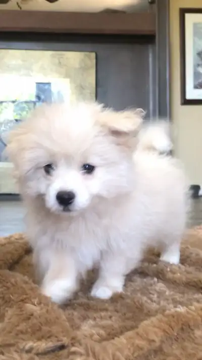 One left! Adorable Shih Poo/ Bichon Pom Puppies, View more