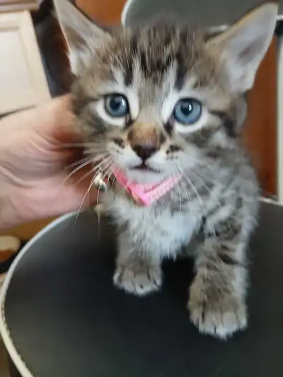 Kittens  for sale., View more