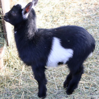 Baby Nigerian Dwarf Goat-Very Friendly