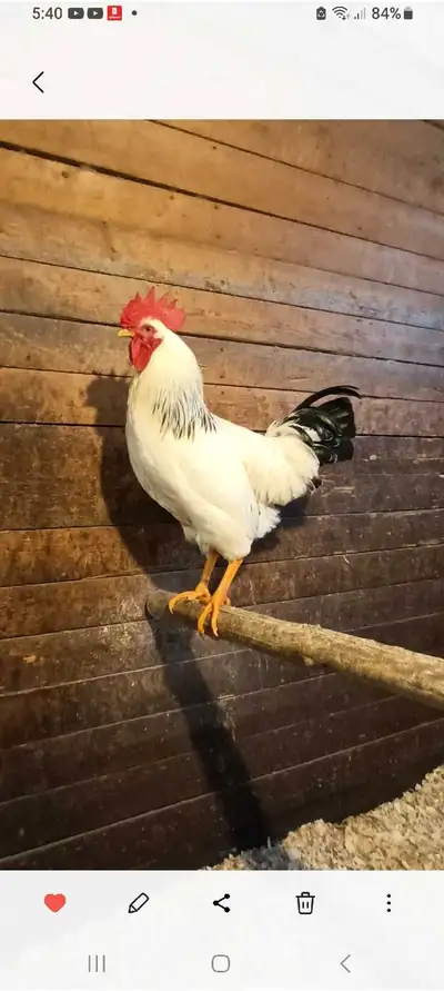 Taking orders for pure bread Columbia Rock. Swedish Flower stright run day old chicks