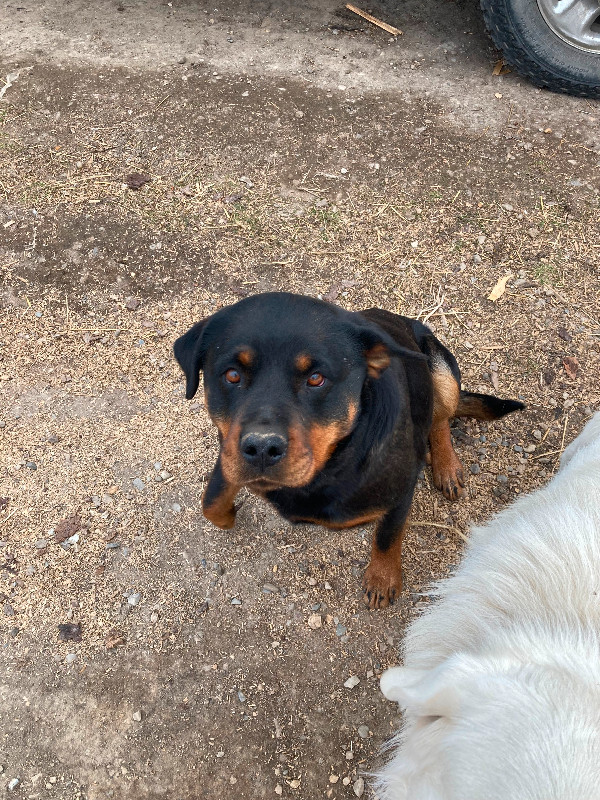 Rottweiler female in Dogs & Puppies for Rehoming in Grande Prairie - Image 2