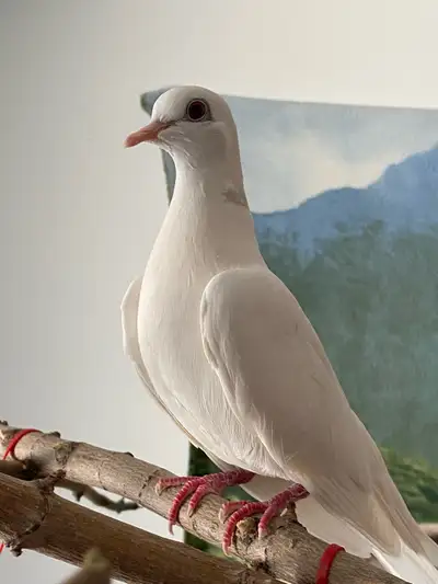 male dove for sale, View more