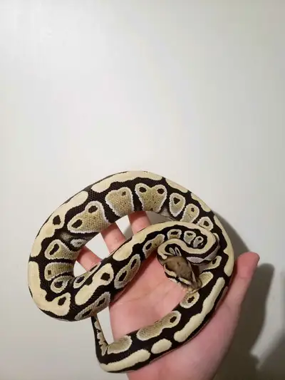 desert ghost ball python , View more