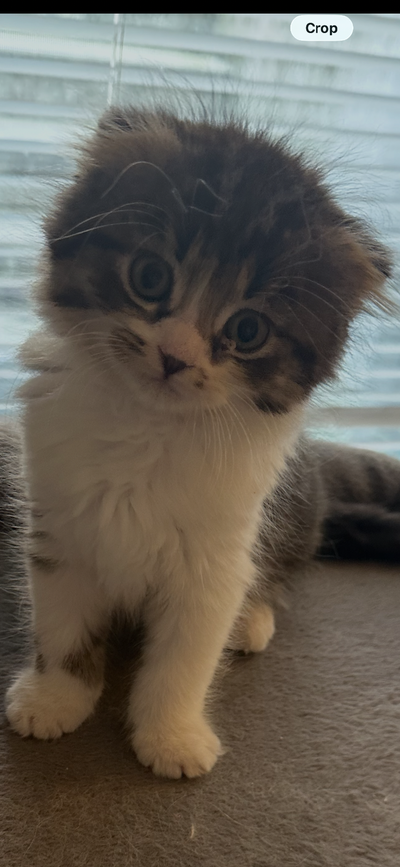 Scottish Fold Male Kitten, View more