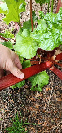 Fresh Rhubarb