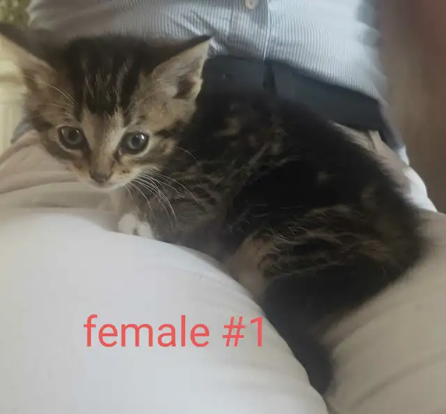 kittens for sale