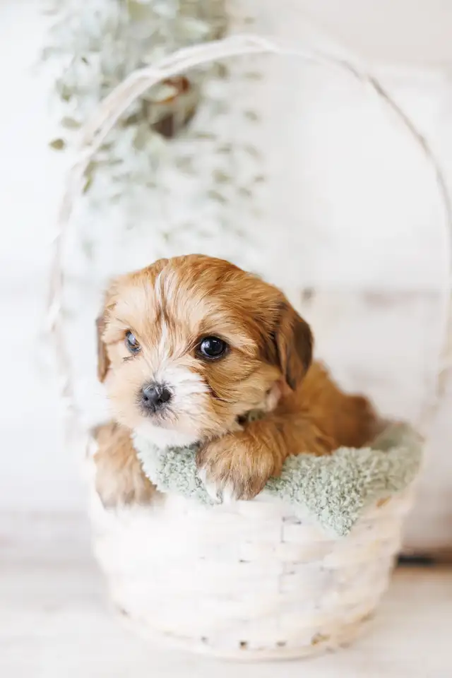 Two adorable shorkie puppies in Dogs & Puppies for Rehoming in Chatham-Kent - Image 5