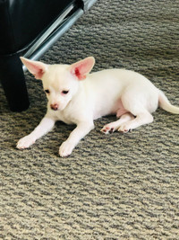 CHIHUAHUA MERLE PUPPIES *LAST ONE*