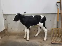 2week bull calf