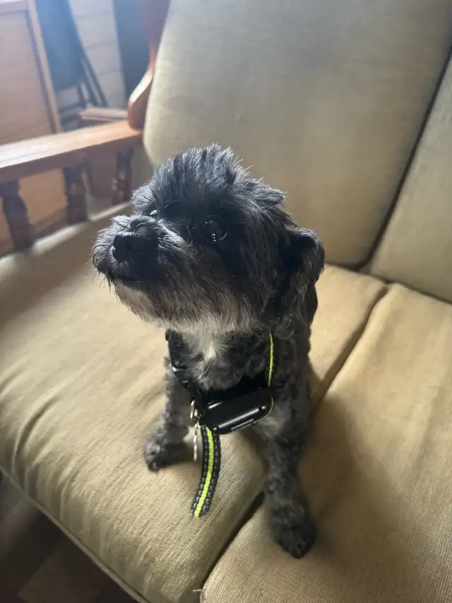 Miniature Shihpoo puppies in Dogs & Puppies for Rehoming in Ottawa - Image 6