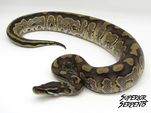 High End Boa Constrictors, Pythons and Hybrids in Reptiles & Amphibians for Rehoming in Edmonton - Image 2