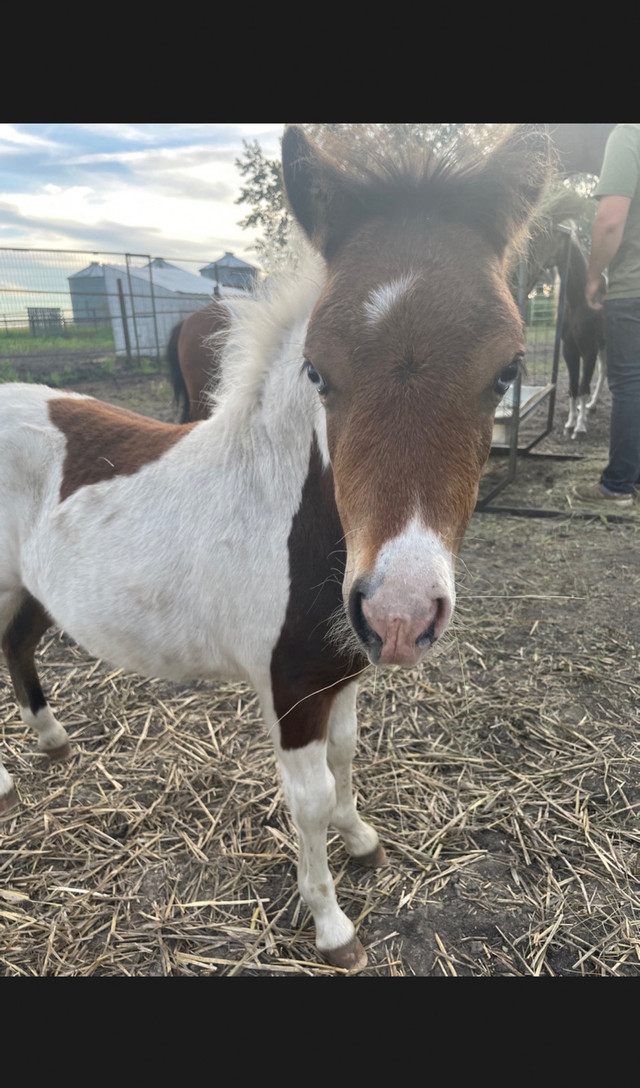 Miniature horse in Horses & Ponies for Rehoming in North Bay - Image 3