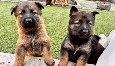 Magnifiques chiots Berger Allemand âgés de 8 semaines, élevés avec soin dans un environnement sain e...