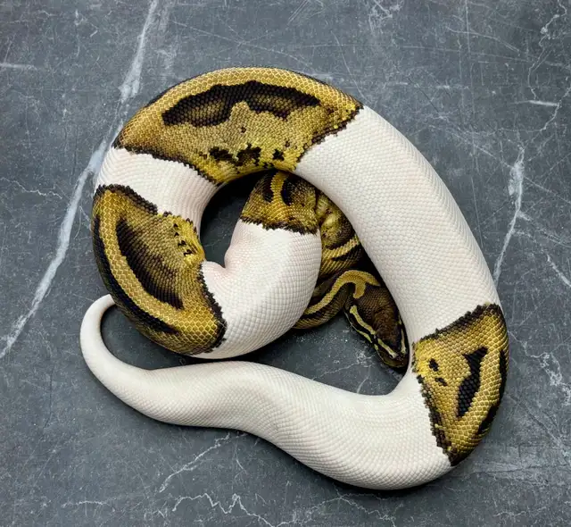 1.2 MJ Axanthic Clown Pied ball python group | Reptiles & Amphibians ...