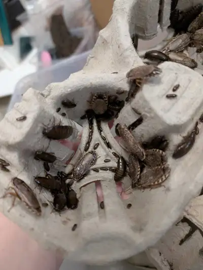 lobster roaches (12/$10) Easy, excellent feeder!, View more