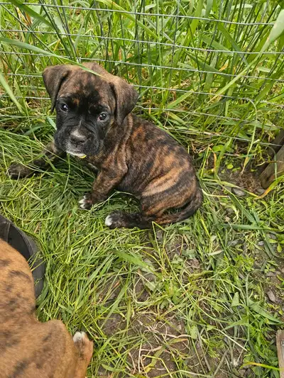 chiots boxer, View more