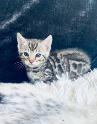 Shaghera Bengal a des chatons silver snow et brown 