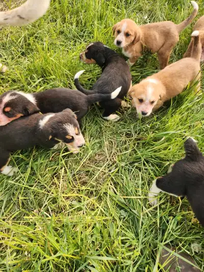 8 adorable bernese x akbash puppies looking for their new home! Akbash are similar to great pyrenees...