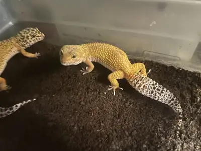 leopard gecko breeding  trio, View more
