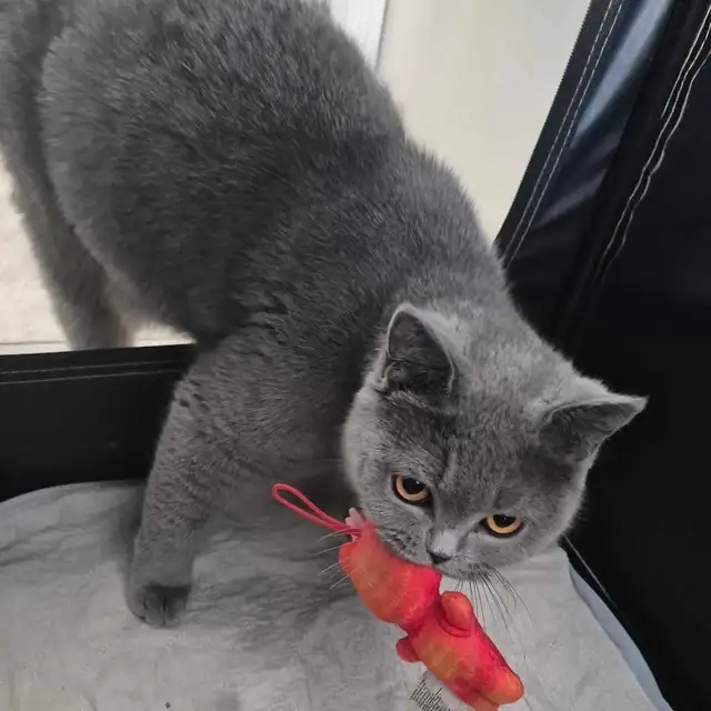 chaton mâle British Shorthair bleu in Cats & Kittens for Rehoming in West Island - Image 11