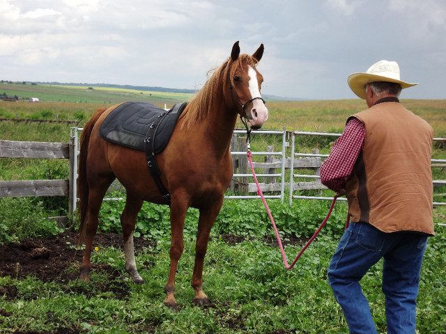 HORSE TRAINER TRAVELS TO U in Horses & Ponies for Rehoming in Calgary - Image 2