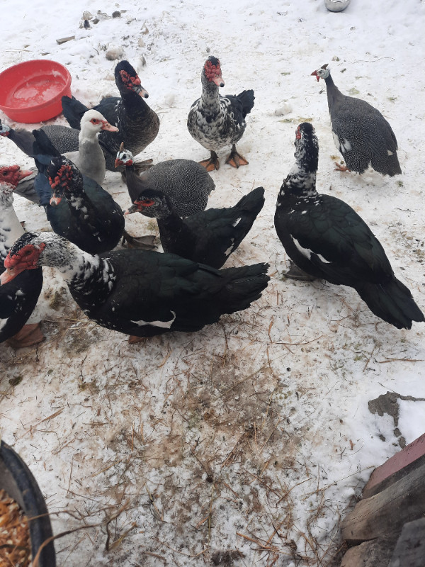 Muscovy Ducks in Livestock in Ottawa - Image 2