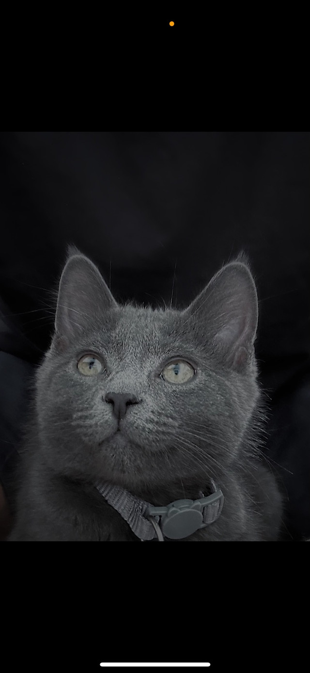 Russian blue/Mix for sale NEED GONE TODAY. in Cats & Kittens for Rehoming in City of Toronto - Image 4