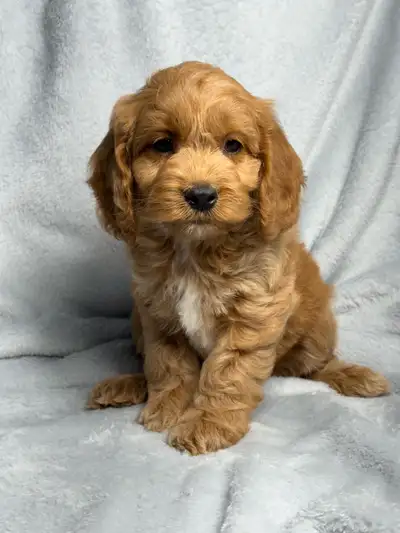 Mini  Cockapoo puppies, View more