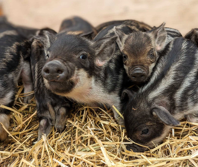 Purebred Mangalitsa piglets in Livestock in Nelson - Image 3