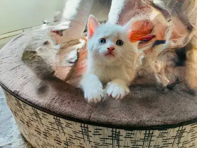 Beautiful FEMALE White Kitten, View more