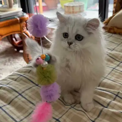 chaton à vendre , View more