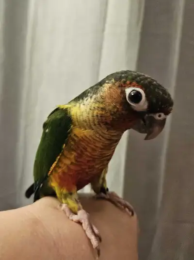 female 12 week old yellowsided conure, View more