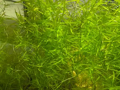 HELANTHIUM Aquarium Plant – Amazing stuff - only $5 a cup!, Voir plus