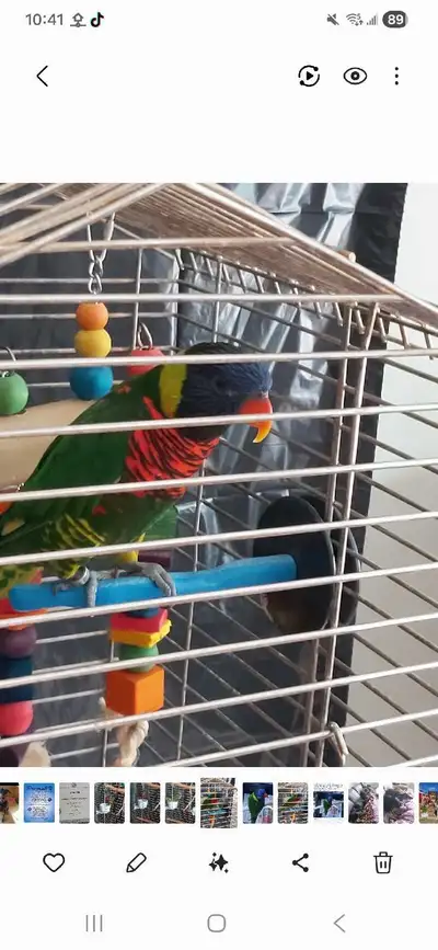 This isn't an easy post to write. I believe in lifetime pets. We rescued a Rainbow from a city anima...