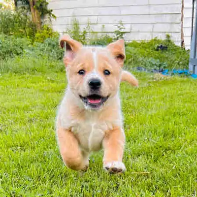 Puppies ready for forever home, View more