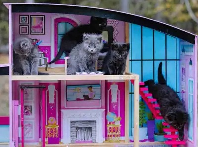 Kittens for sale! , View more