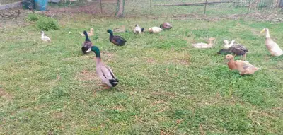 Drakes for sale, Runners and mixed breeds, View more
