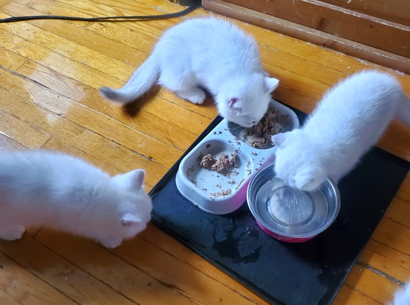 Purebred British shorthair White kittens with blue eyes Cats