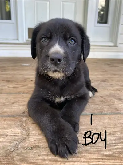 5 Girl and 1 Boy puppies still available! - Girl #2, #7, and #8 sold; Boy #2 sold Will come with the...