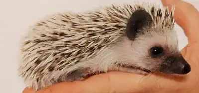 ♥Delivery habitats inclusions Shimmer PLATINUM girl hedgehog Sweet!! Plz Text for fastest response *...