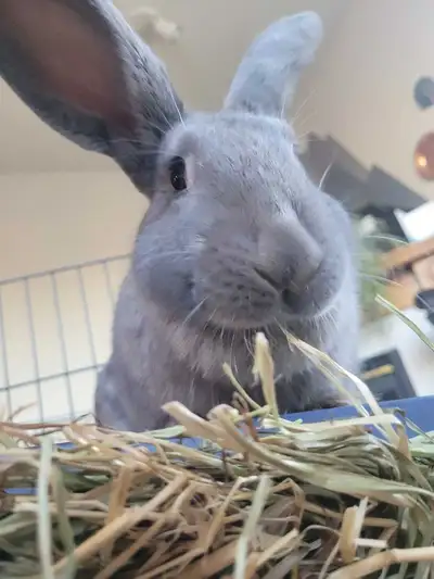 Female Rabbit, View more