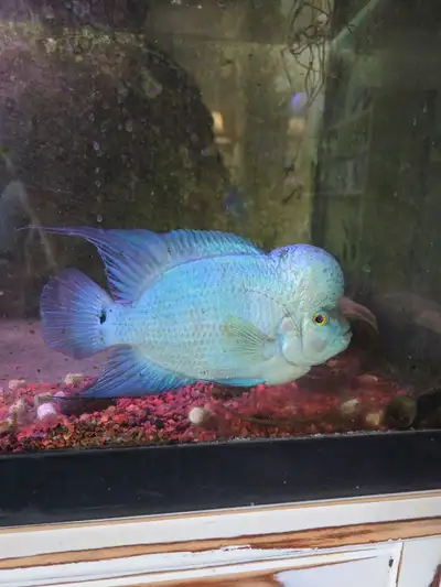 Blue Thai Silk flowerhorn cichlid fish tank aquarium , View more