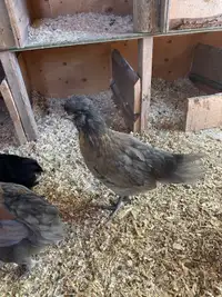 Baby roosters seeking their own flocks 
